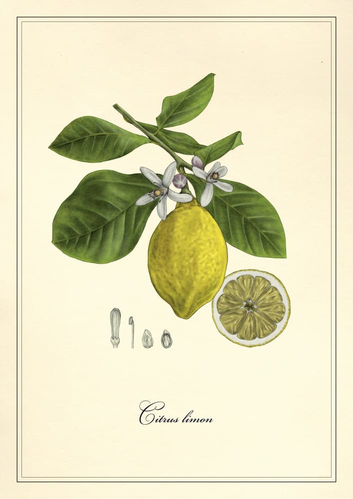 Lemon and Blossoms by Giulia Borsi — canvas wall art