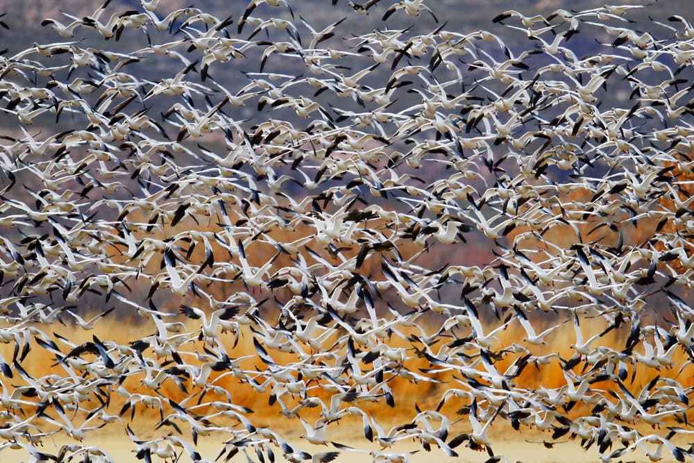 Flying Snow Geese by Phillip Chang — canvas wall art