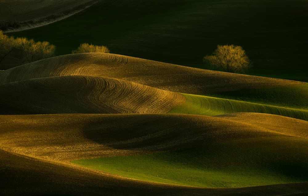 Golden Rolling Fields by Lydia Jacobs — canvas wall art