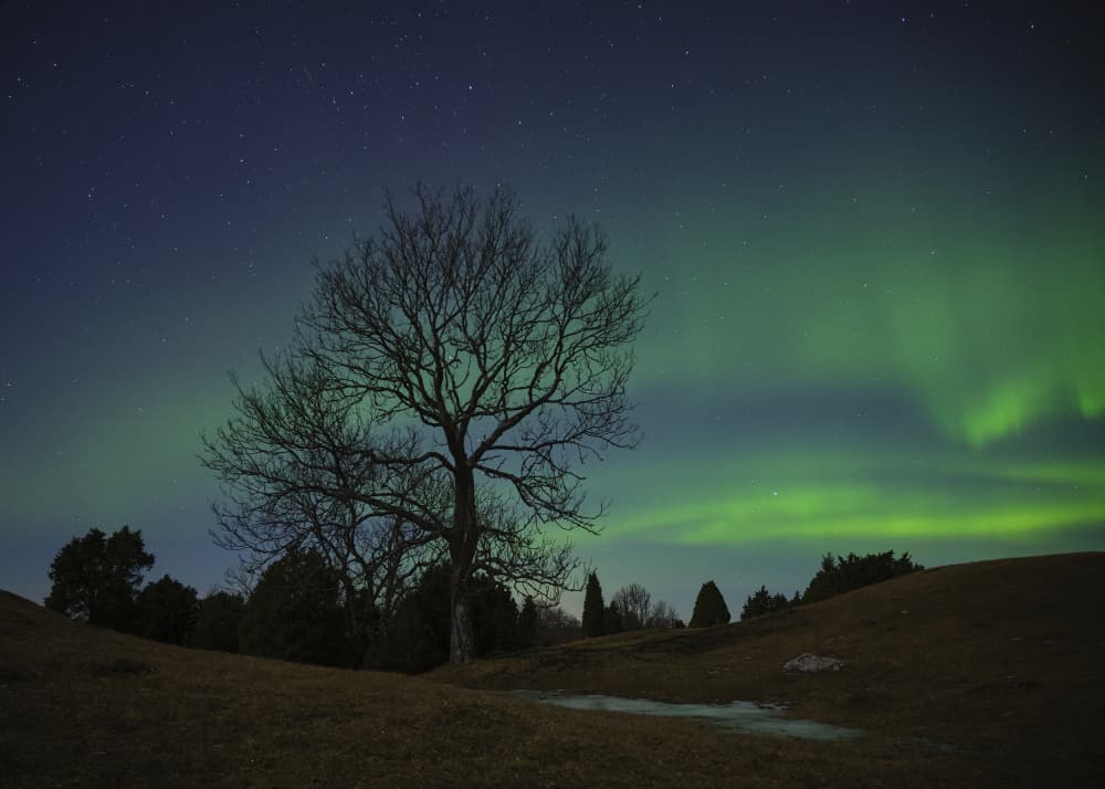 Northern Lights Over Bare Tree by Hamed Bank — canvas wall art