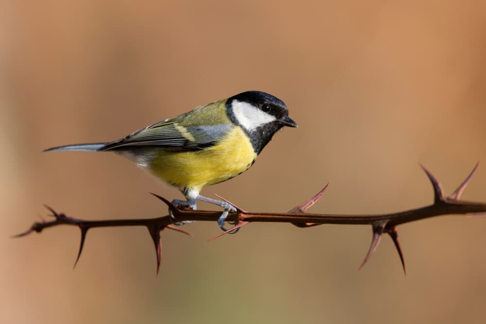 Great Tit on Thorn Branch by Paolo Bolla — canvas wall art
