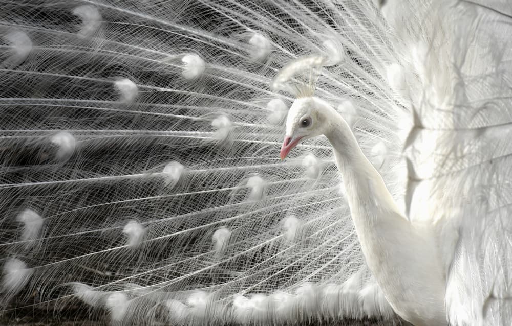 White Peacock Majesty by Pierre Bacus — canvas wall art
