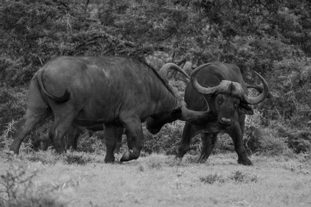 African Buffalo Confrontation by Etienne Steenkamp — canvas wall art