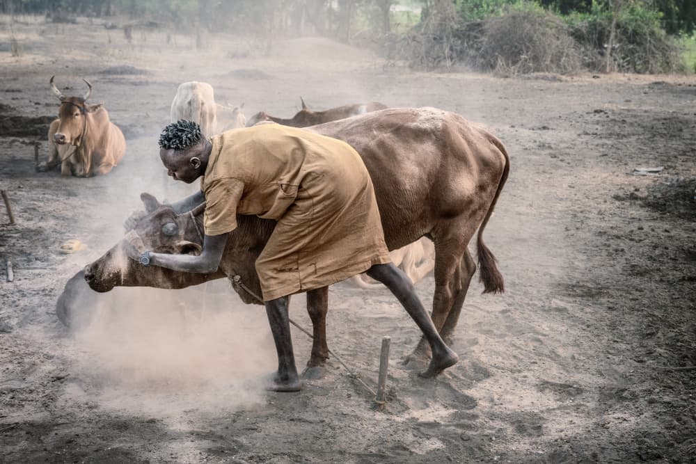 African Man and Cow by Trevor Cole — canvas wall art