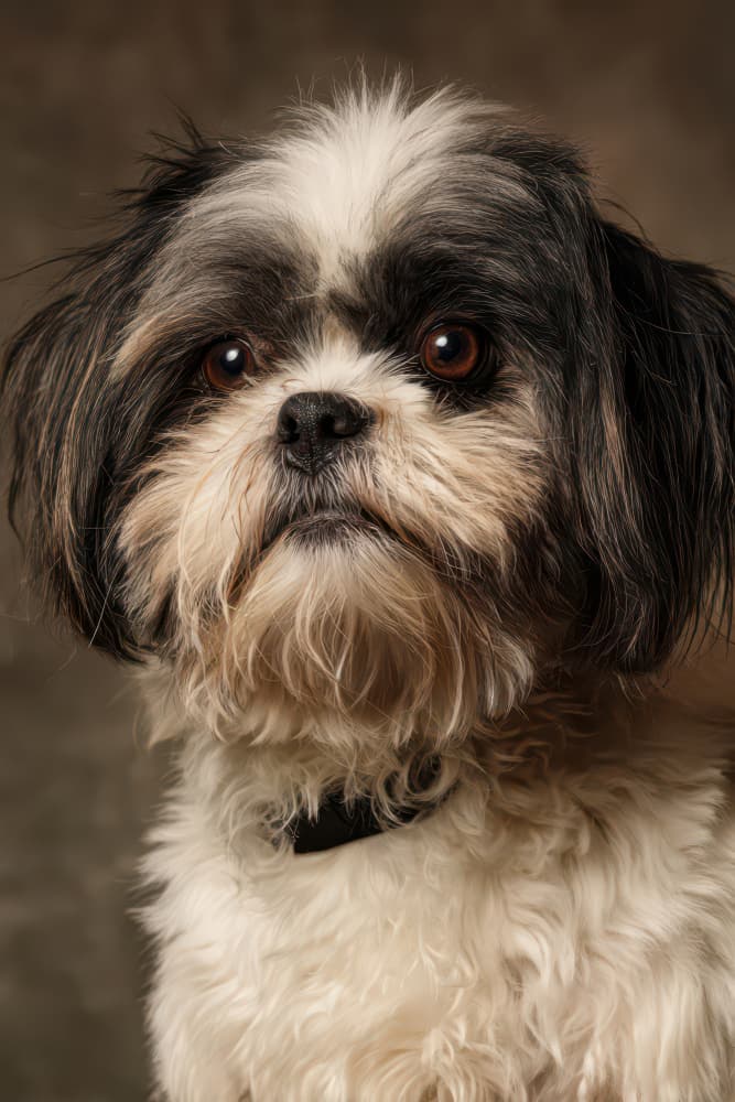 Attentive Shih Tzu Dog by Rafal Kulik — canvas wall art