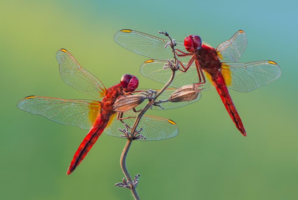 Vibrant Red Dragonflies by Petar Sabol — canvas wall art