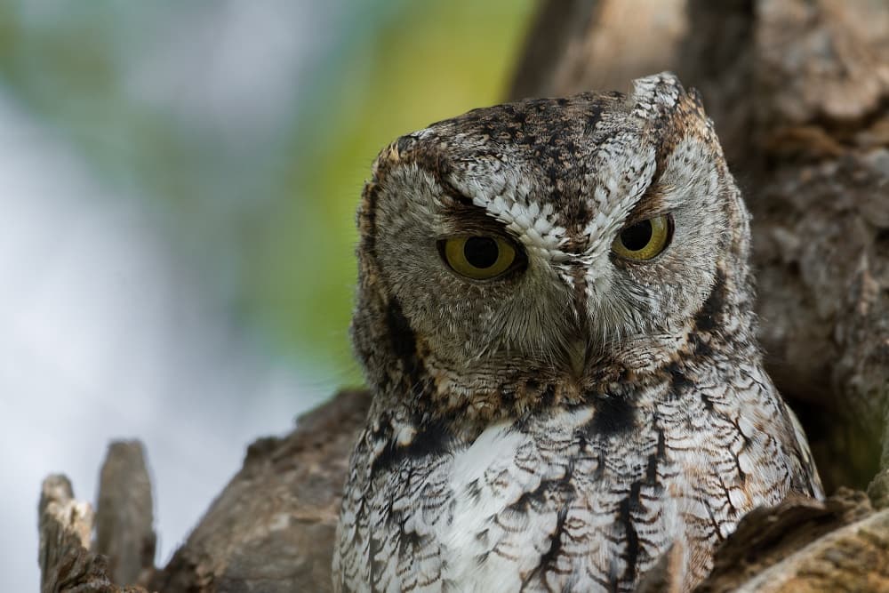Watchful Screech Owl by Darlene Hewson — canvas wall art