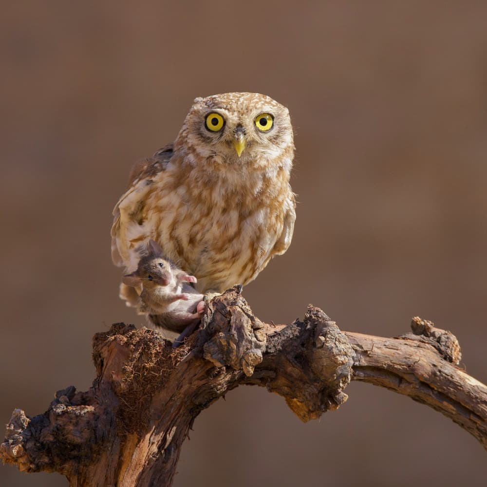 Little Owl Hunting Mouse by David Manusevich — canvas wall art