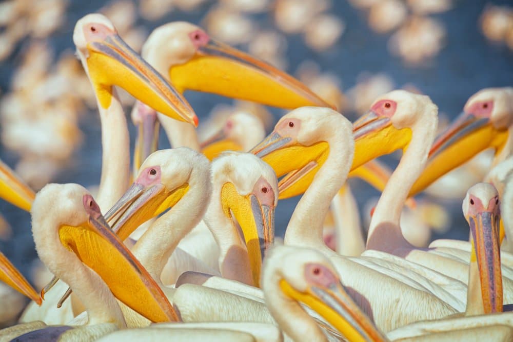 Flock Of Pelicans by Keren Or — canvas wall art