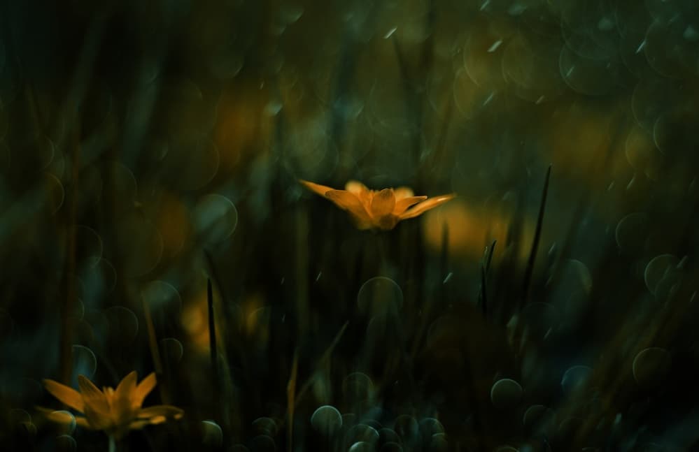 Dreamy Yellow Blooms by Delphine Devos — canvas wall art