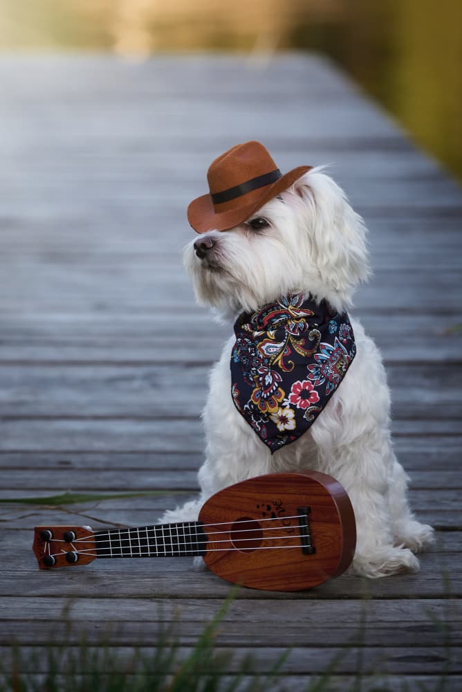 Maltese Cowboy Ukulele by Andrii Kazun — canvas wall art