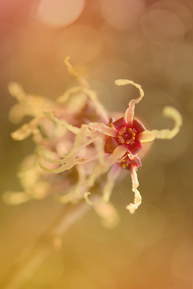 Warm Witch Hazel Bloom by Ludmila Shumilova — canvas wall art