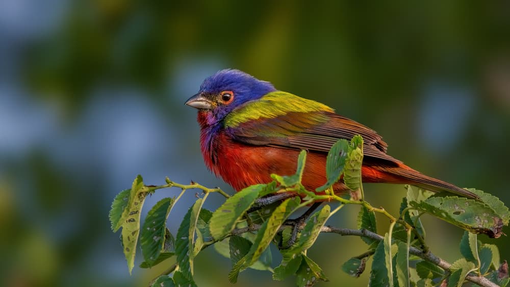 Vibrant Painted Bunting by Jacob (Jian) Xu — canvas wall art