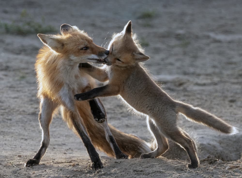 Playful Fox Family by Mei Shi — canvas wall art