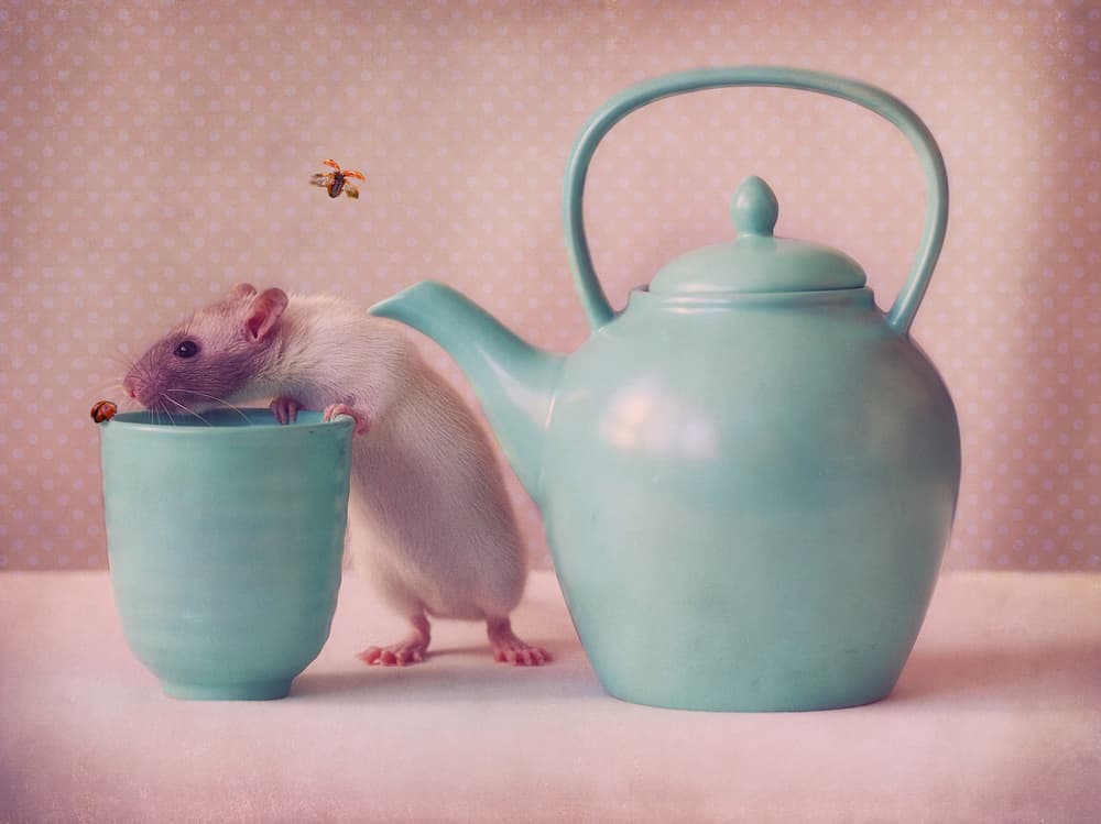Curious Rat Tea Time by Ellen van Deelen — canvas wall art