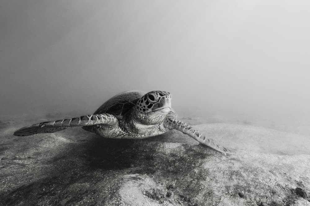 Serene Sea Turtle by Serge Melesan — canvas wall art