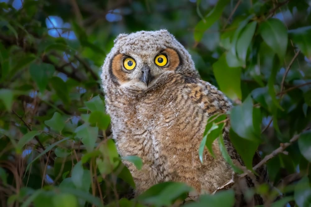 Bright Eyed Owlet by Mark Strom — canvas wall art
