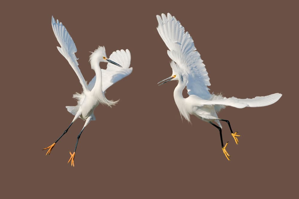 Graceful Egrets in Flight by Alex Li — canvas wall art