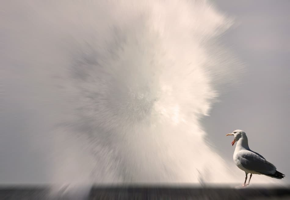 Startled Seagull Splash by Anna Cseresnjes — canvas wall art