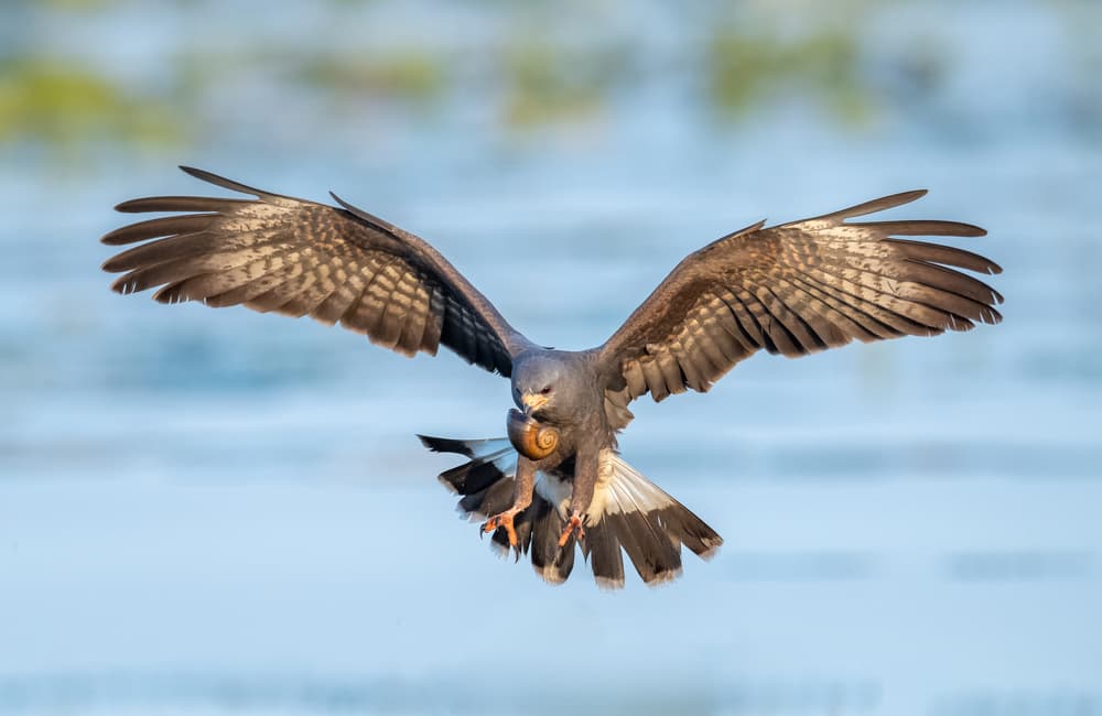 Snail Kite in Flight by Greg Barsh — canvas wall art