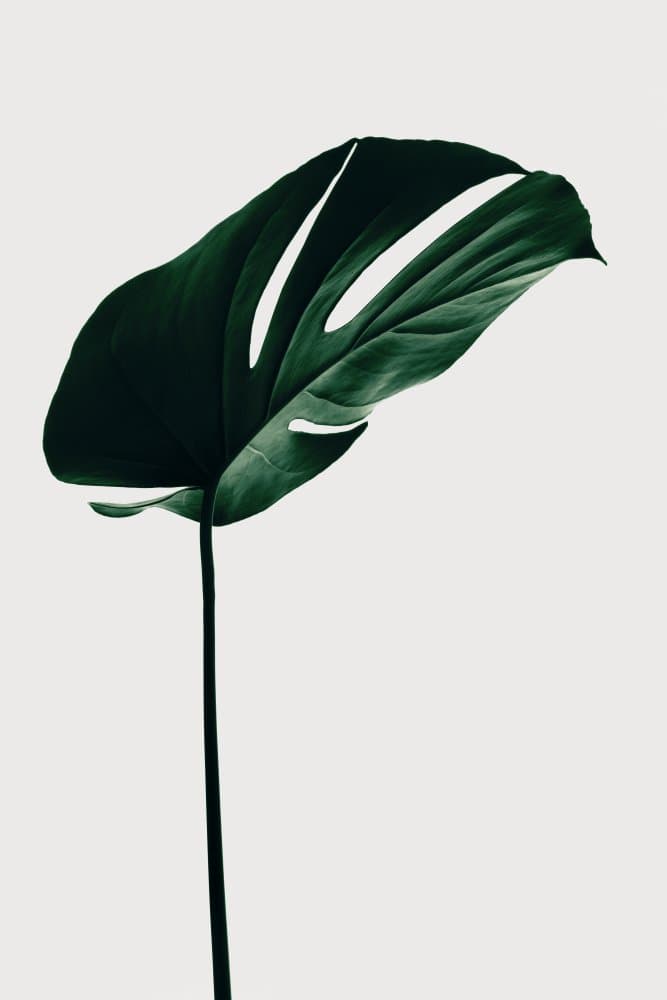 Tropical Monstera Leaf by Pictufy Studio III — canvas wall art
