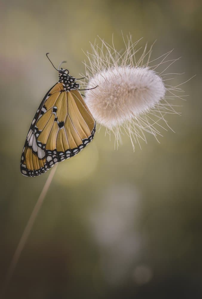 Butterfly on Fluffy Bloom by Rina Barbieri — canvas wall art