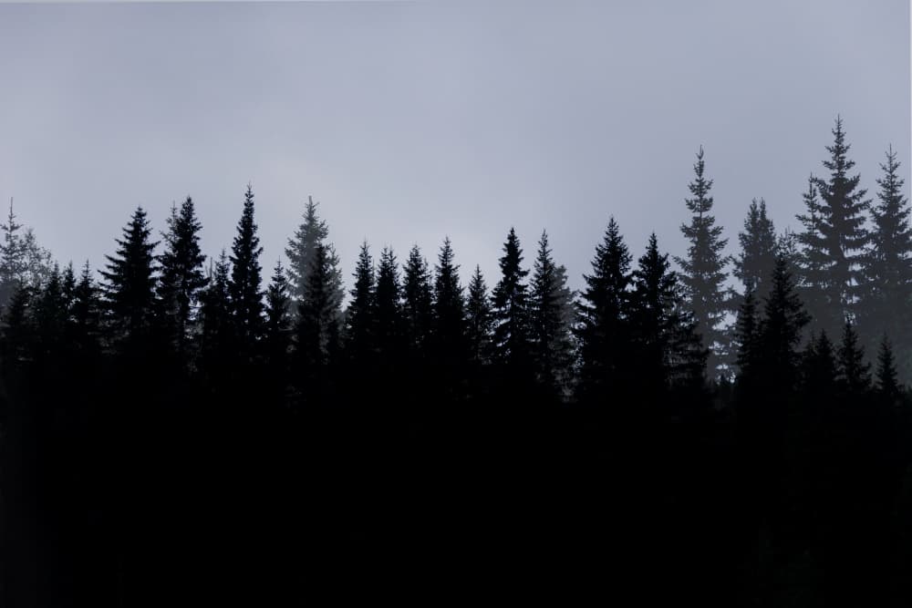 Mystical Forest Scene 3 by Mareike Böhmer — canvas wall art