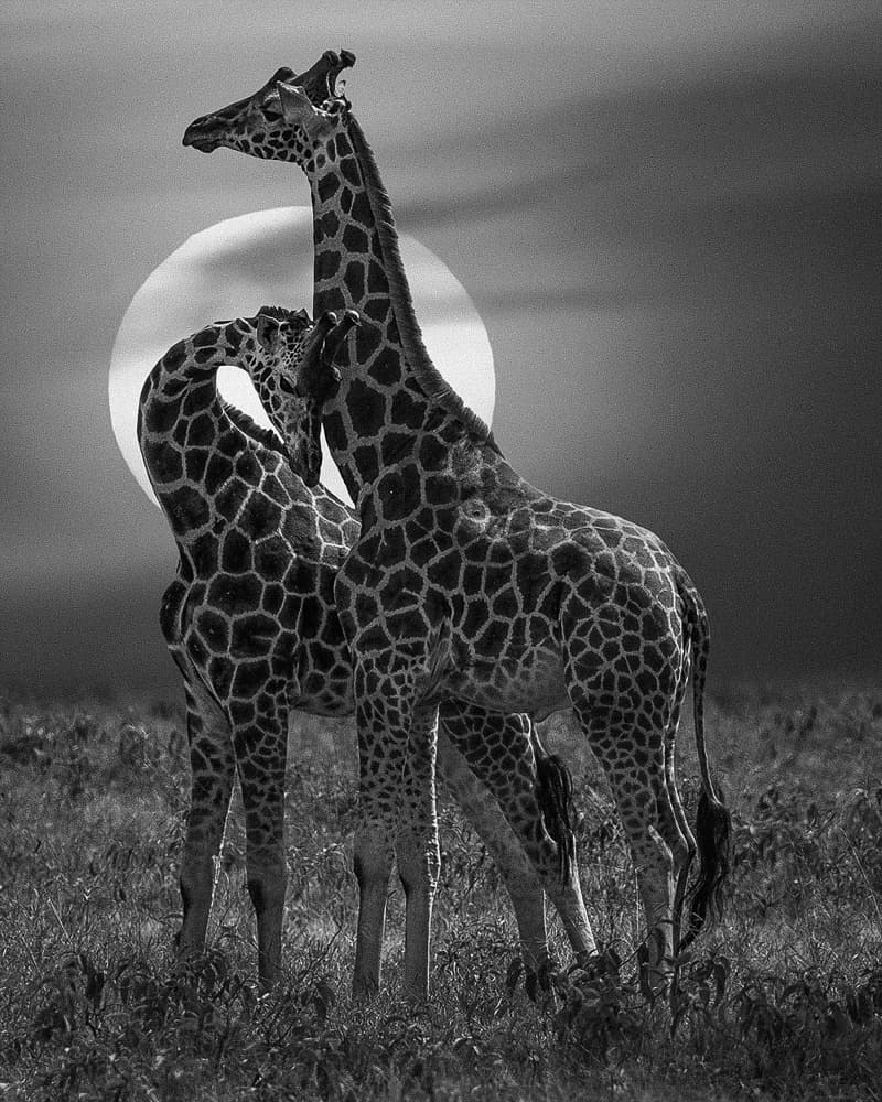 African Giraffe Embrace by Hamza Qarooni — canvas wall art