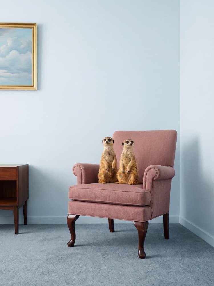 Meerkats on Armchair by Andreas Magnusson — canvas wall art