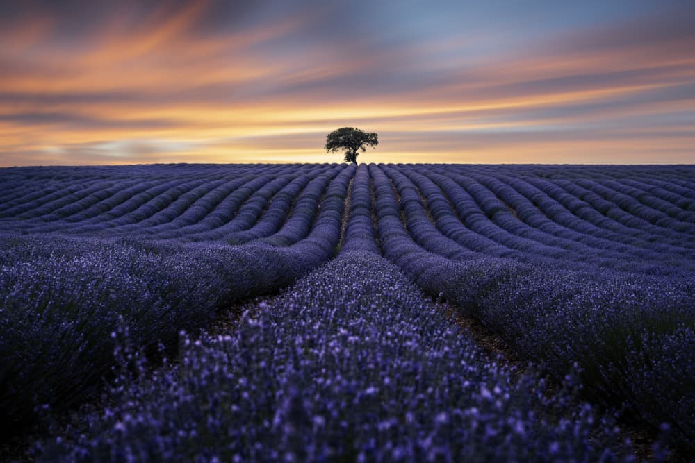 Golden Hour Lavender Field by Jorge Ruiz Dueso — canvas wall art
