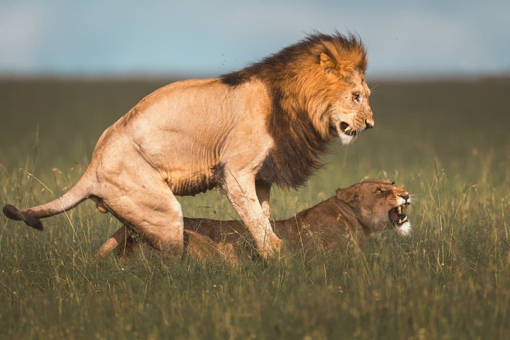 Wild African Lions Mating by Ahmed Sobhi — canvas wall art