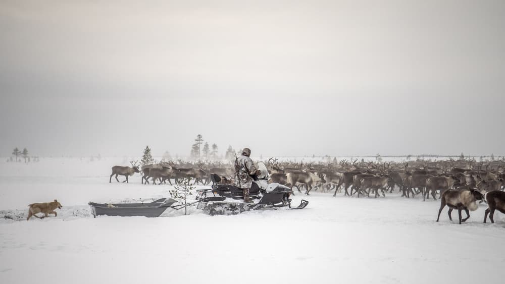 Winter Reindeer Herding by Marcel Rebro — canvas wall art
