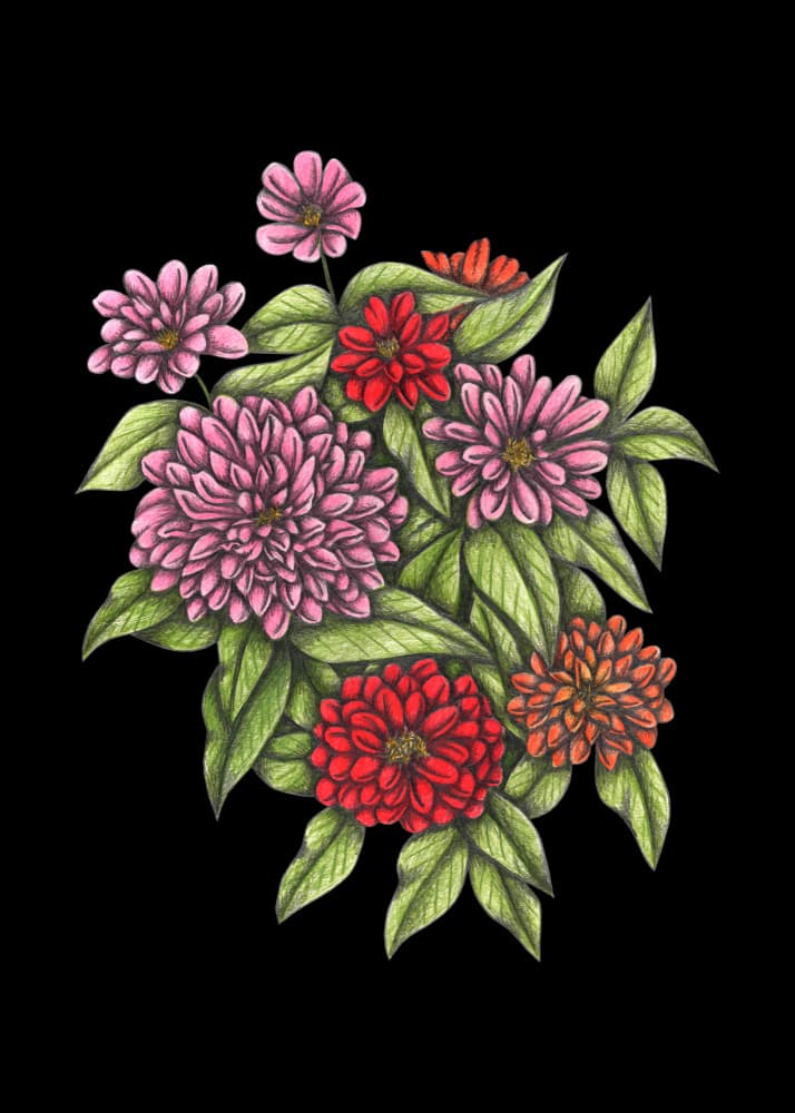 Colorful Zinnia Blooms by Cecilia Battaini — canvas wall art