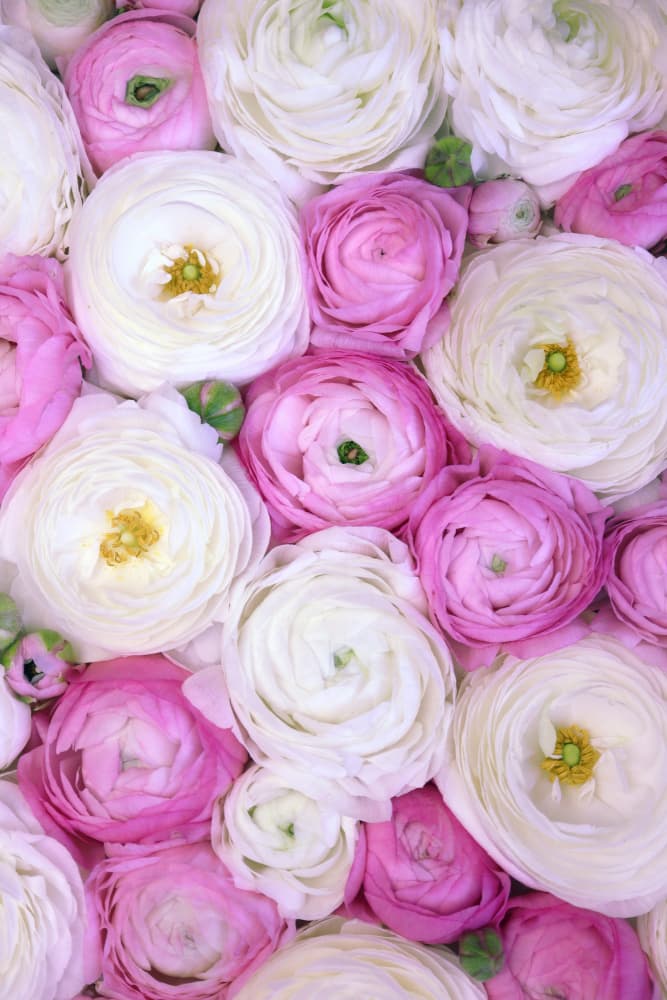 Pink and White Ranunculus by Rosana Laiz Blursbyai — canvas wall art