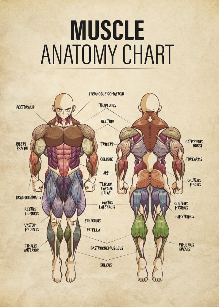 Full Body Muscle Chart by Fadil Roze — canvas wall art