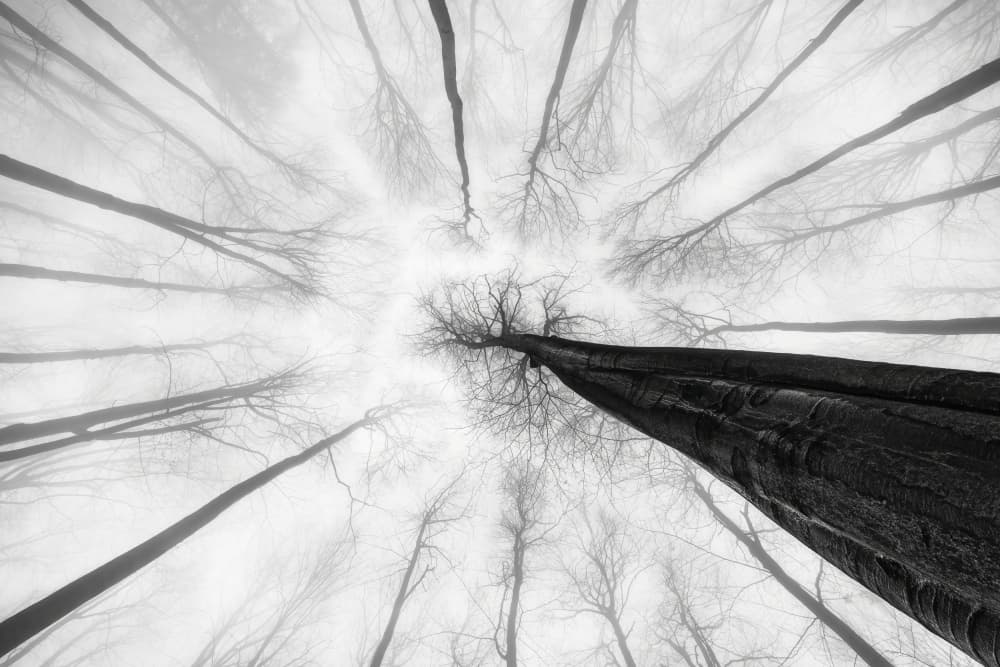 Mystical Forest Canopy by Tom Pavlasek — canvas wall art