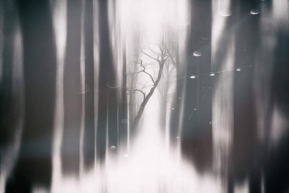 Misty Forest Path by Hilda van der Lee — canvas wall art