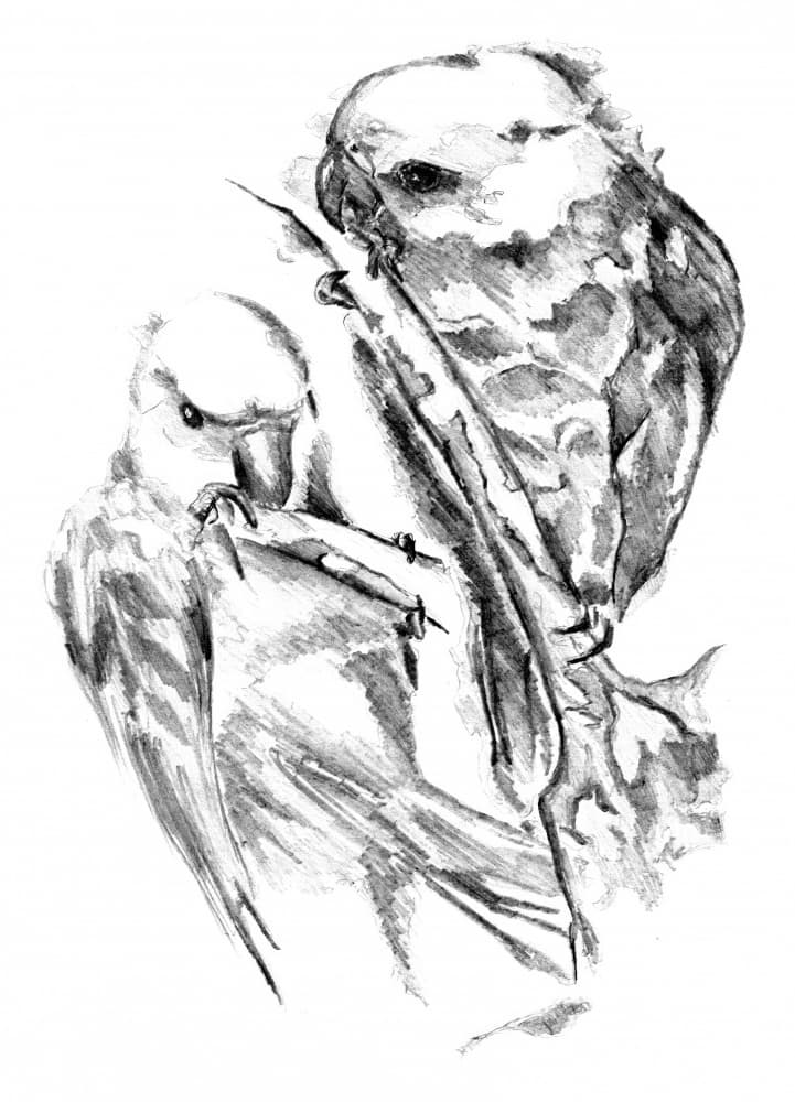 Loving Parakeets Sketch by Kulik — canvas wall art