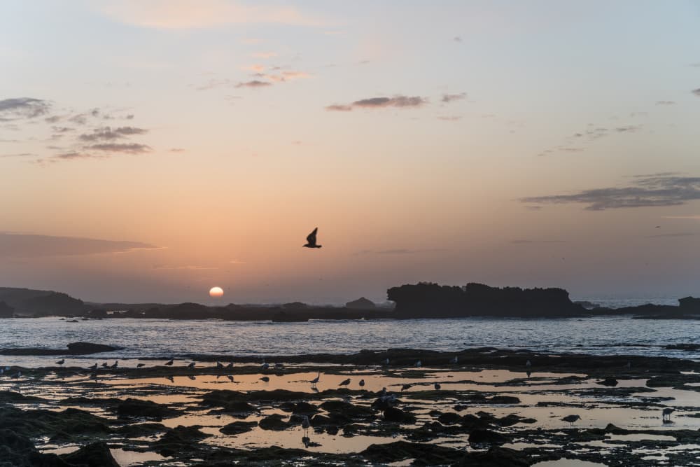 Coastal Sunset Birds by Photolovers — canvas wall art