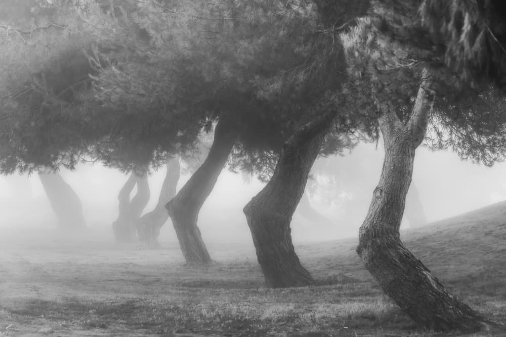 Ethereal Foggy Trees by Jenny Qiu — canvas wall art