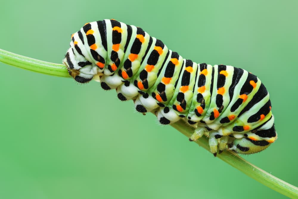 Vibrant Green Caterpillar by Adrian Tudose — canvas wall art