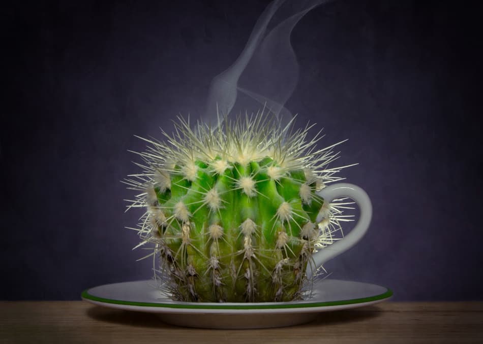 Steaming Cactus Cup by Wieteke de Kogel — canvas wall art