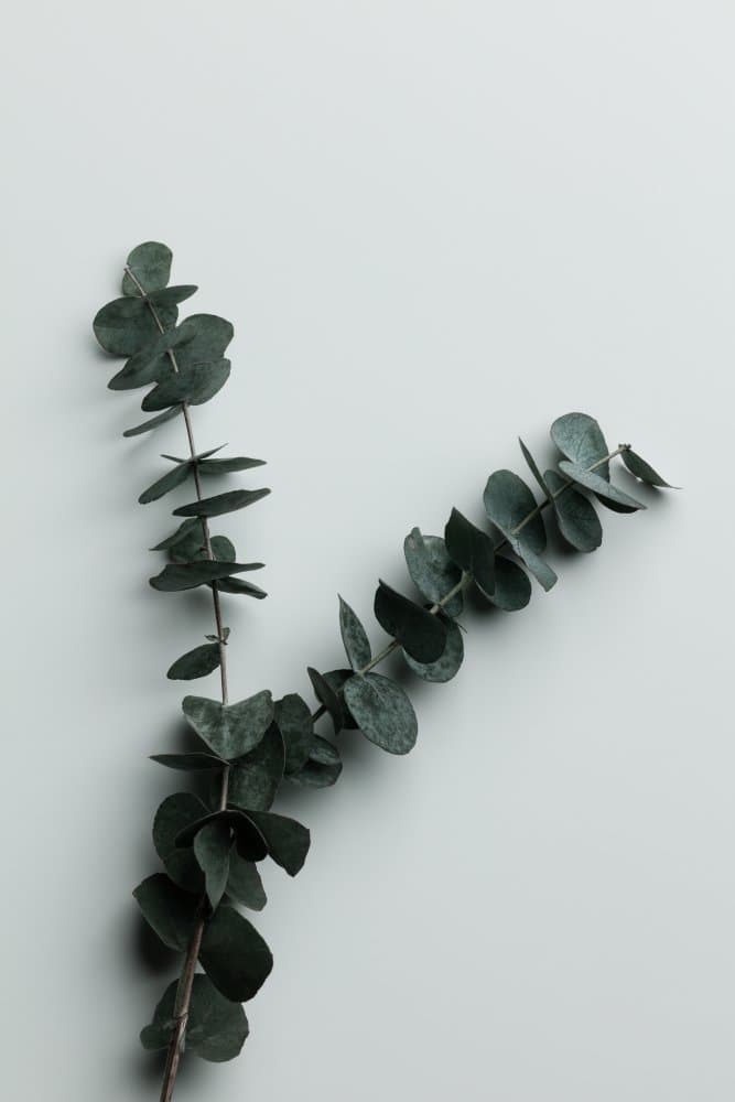 Eucalyptus Branches by Pictufy Studio III — canvas wall art