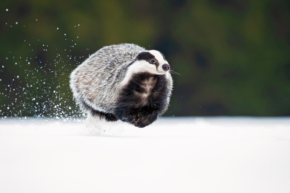 Bounding Winter Badger by Milan Zygmunt — canvas wall art