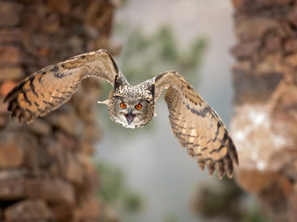 Intense Owl Flight by Milan Zygmunt — canvas wall art