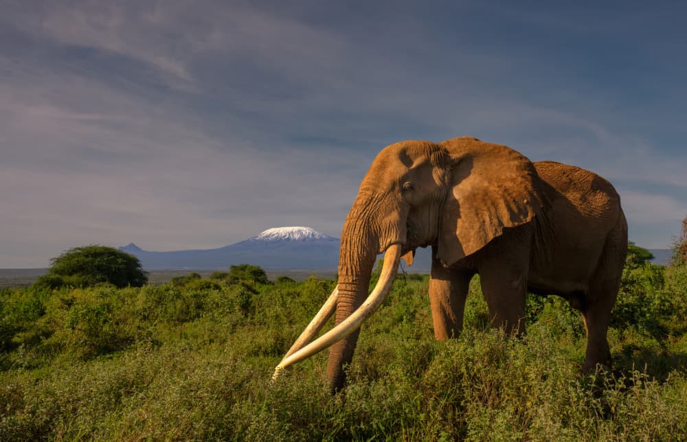 Majestic Tusker Kilimanjaro by MIN LI — canvas wall art