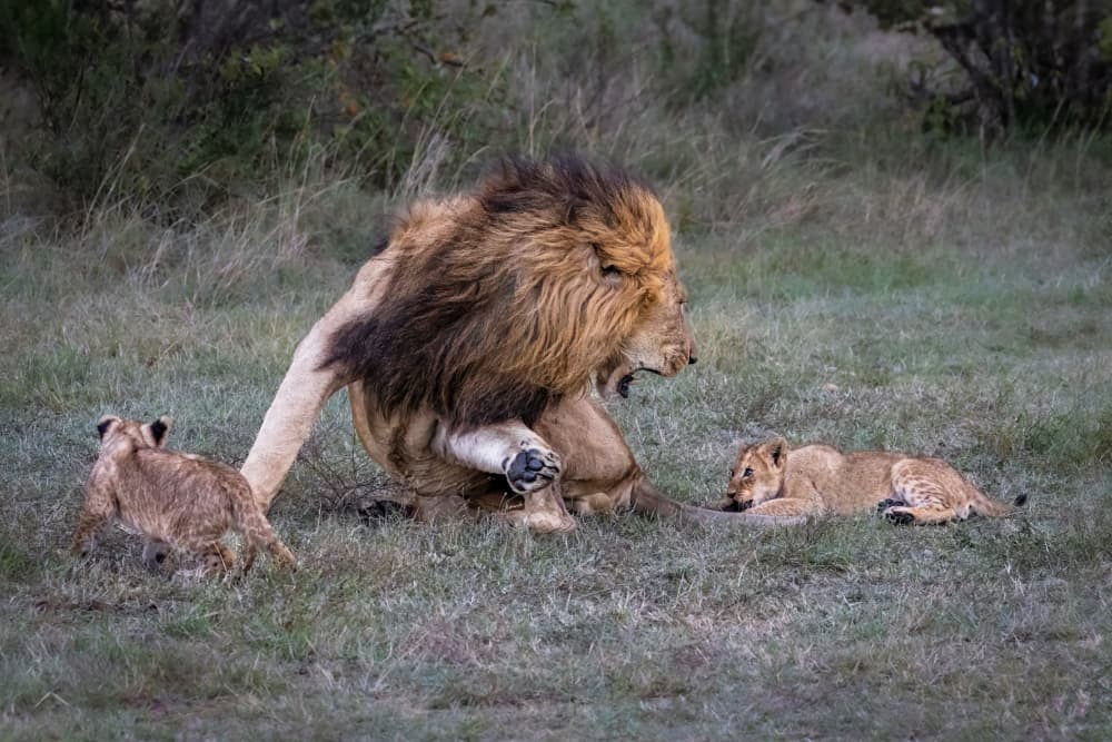 Playful Lion Family by Mark Strom — canvas wall art