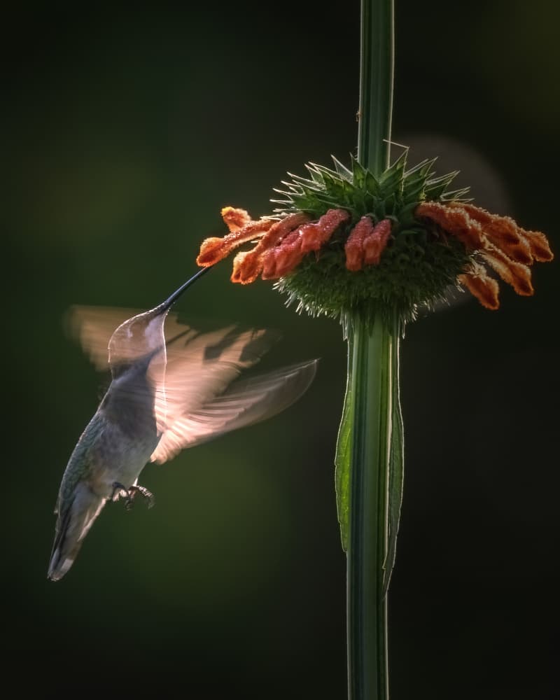 Golden Hour Hummingbird by Deming W — canvas wall art