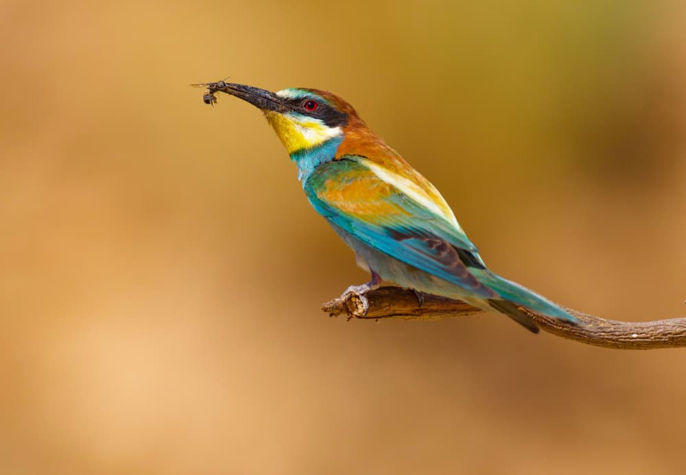 Colorful Bee-Eater Bird by David Manusevich — canvas wall art