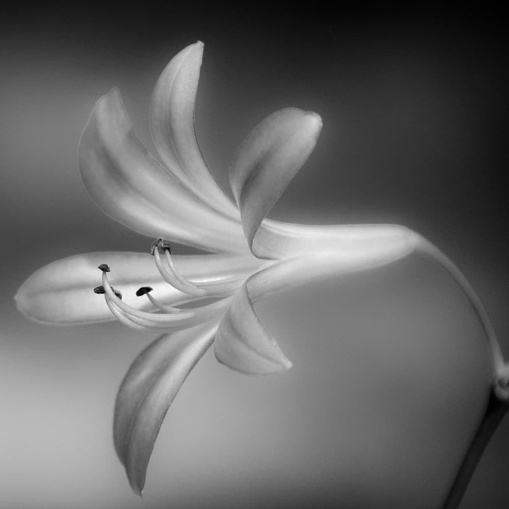 Graceful Floral Curve by Thierry Lagandré (Transgressed Light) — canvas wall art